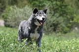 AKITA INU 343